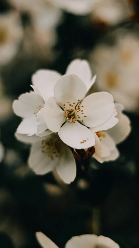 Flowers White Petal Wallpaper