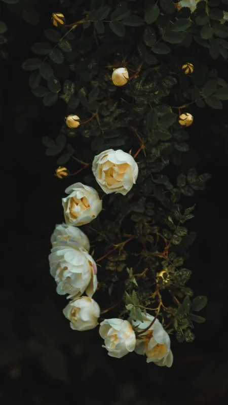 White Rose HD Flowers Wallpaper