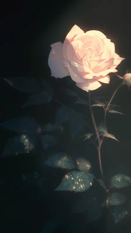 Flowers White Rose Wallpaper