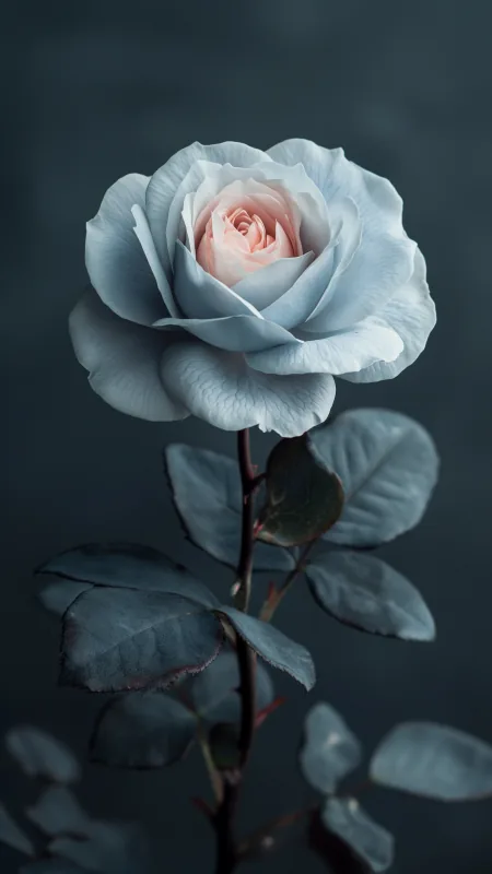White Rose Flowers Wallpaper