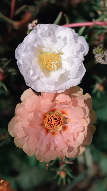 Flowers White Rose Wallpaper