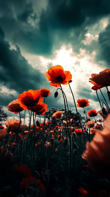 Wildflowers HD Flowers Wallpaper
