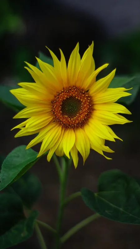 Yellow Flower HD Wallpaper