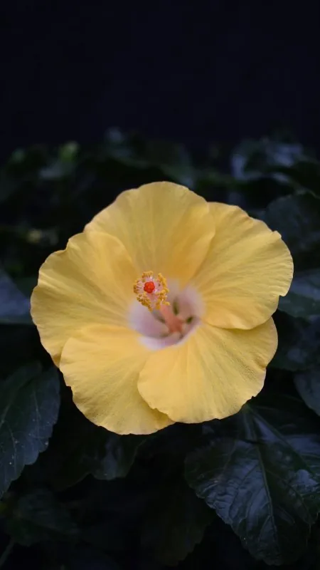 Yellow Flower HD Wallpaper