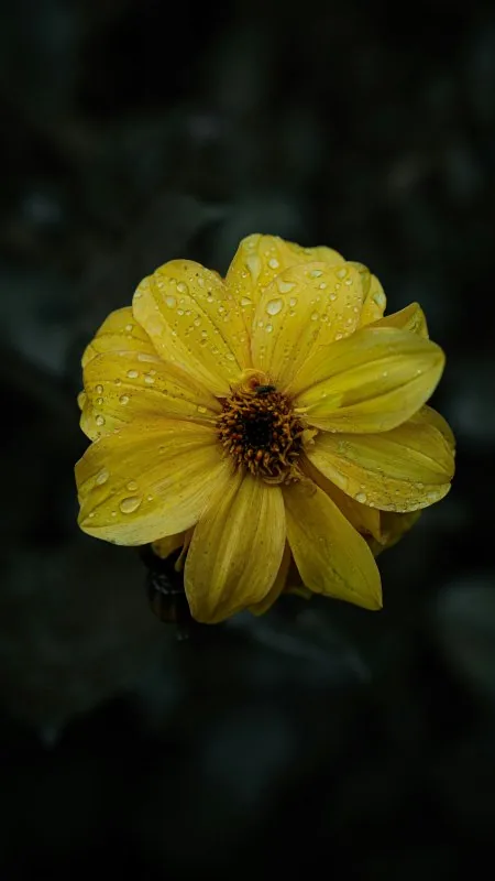 Yellow Flower Wallpaper