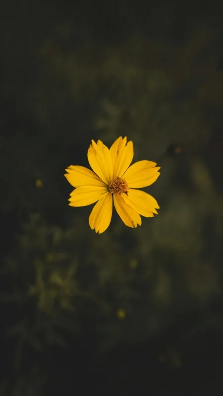 Yellow Flower Wallpaper