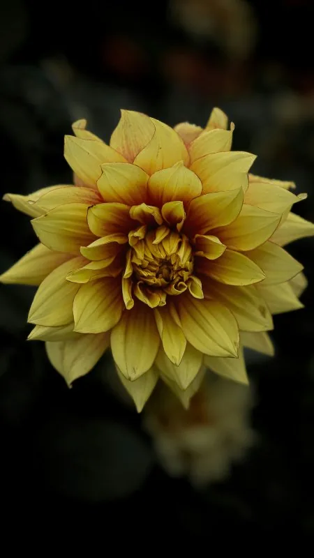 Yellow Flower HD Wallpaper