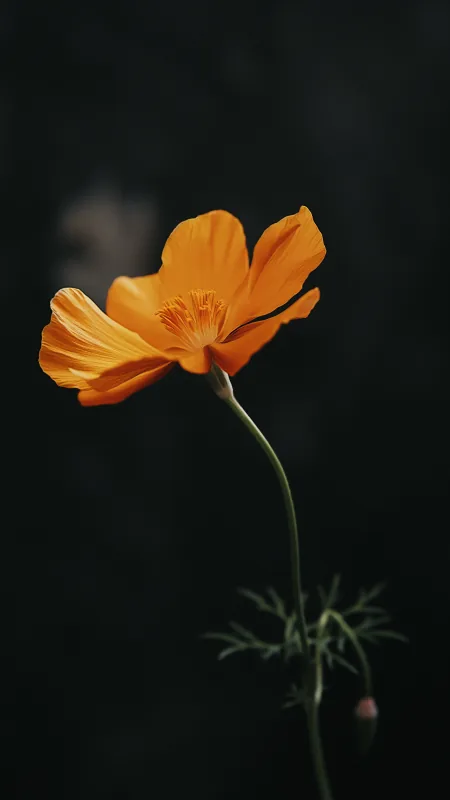 Flowers Yellow Wallpaper