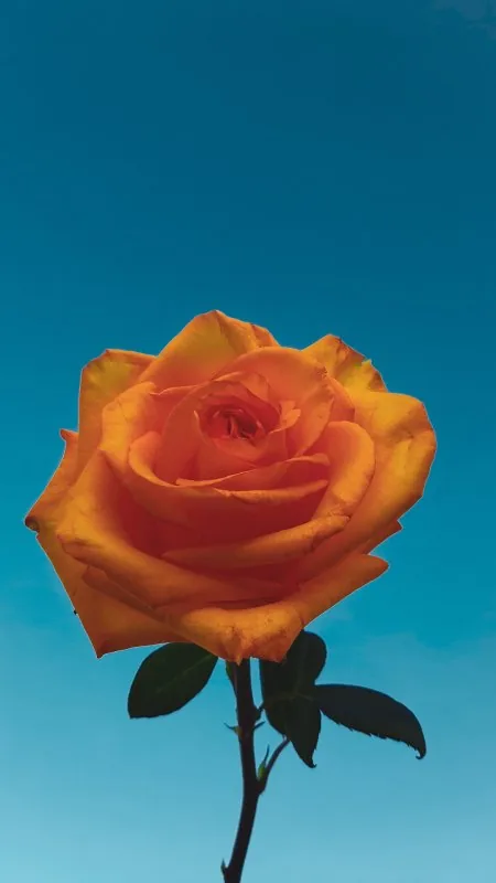 Yellow Rose HD Flowers Wallpaper