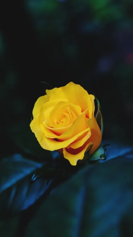 Yellow Flower Wallpaper