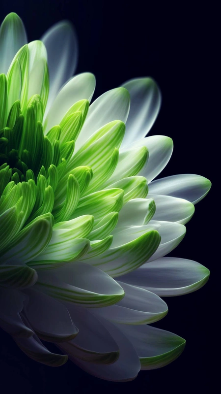 Green White Flower Wallpaper