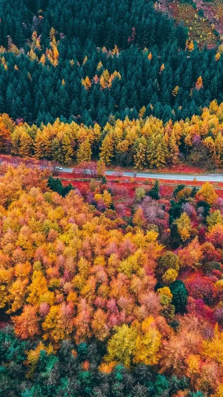 Autumn Forest Aerial View Nature Wallpaper