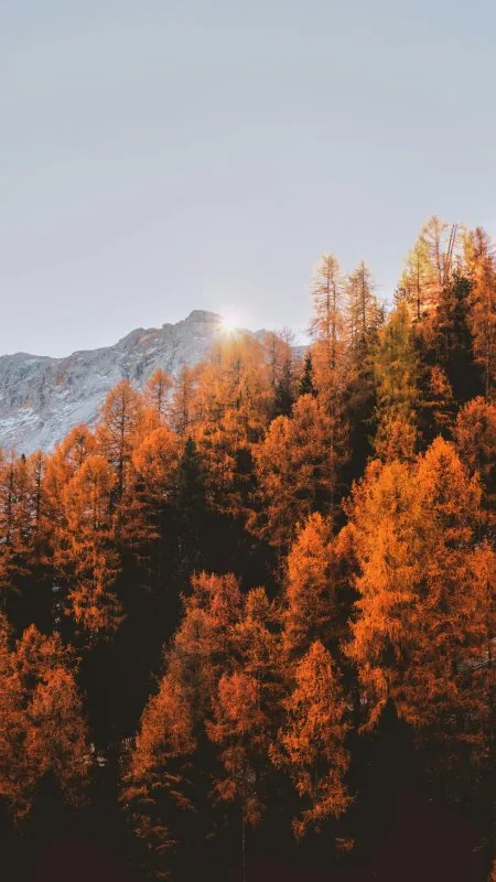 Beautiful Nature Phone Wallpaper