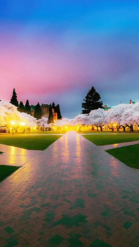 Cherry Blossom Quad Dusk Nature Wallpaper