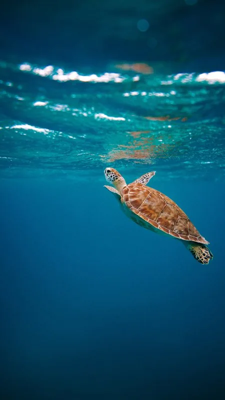 David Troeger Nature Wallpaper