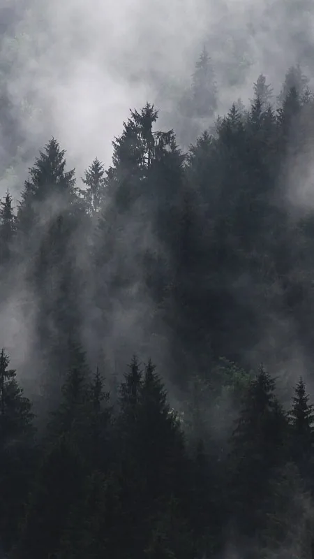 Nature Fir Trees Wallpaper