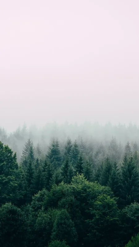 Foggy Evergreen Forest Canopy Nature Wallpaper