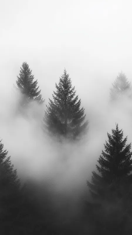 Foggy Nature Wallpaper