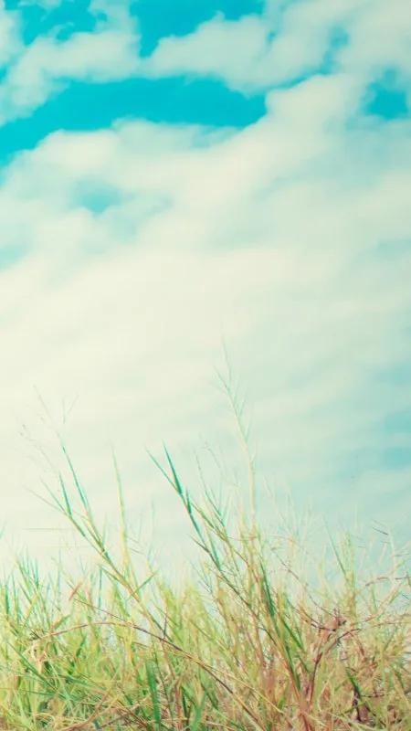 Grassy Skies Nature Wallpaper