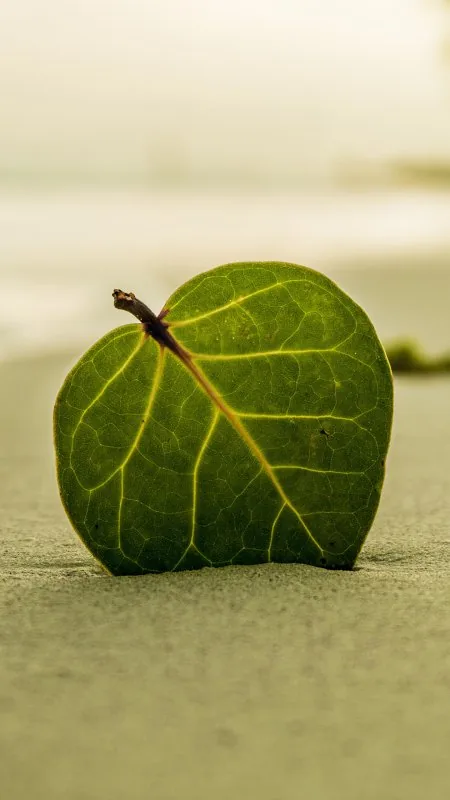 Green Peace Nature Wallpaper