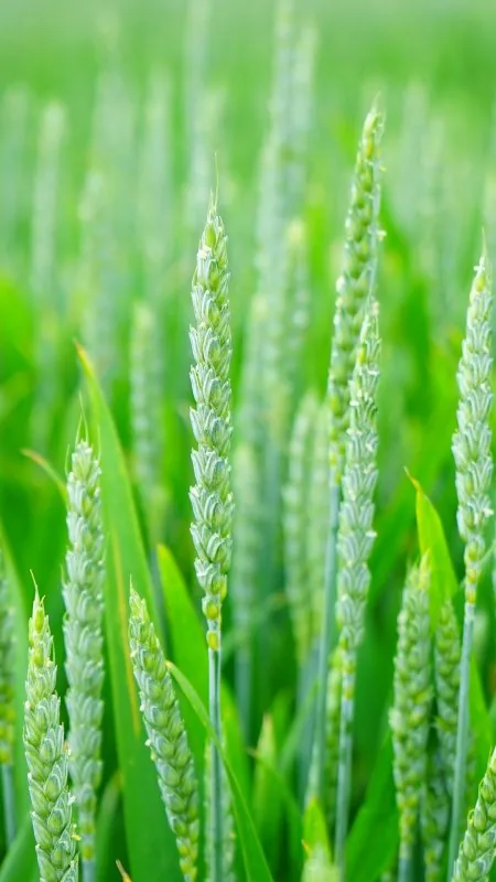 Green Wheat Nature Wallpaper