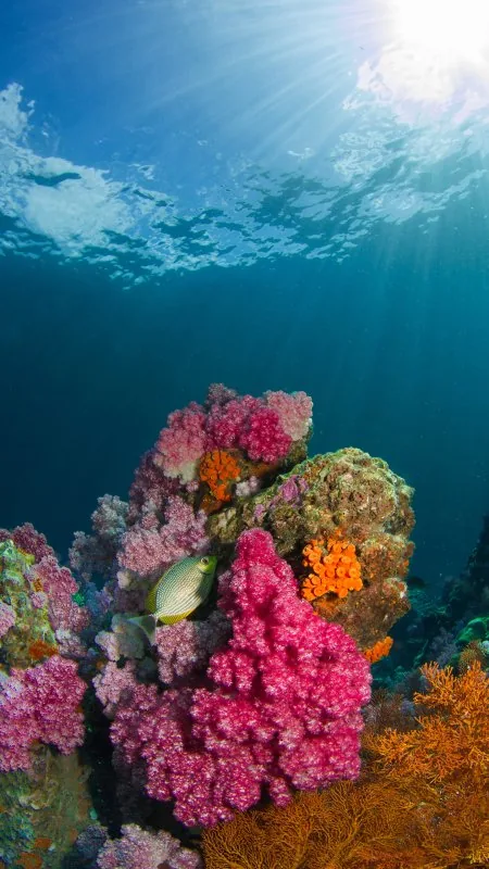 Milos Prelevic Nature Wallpaper