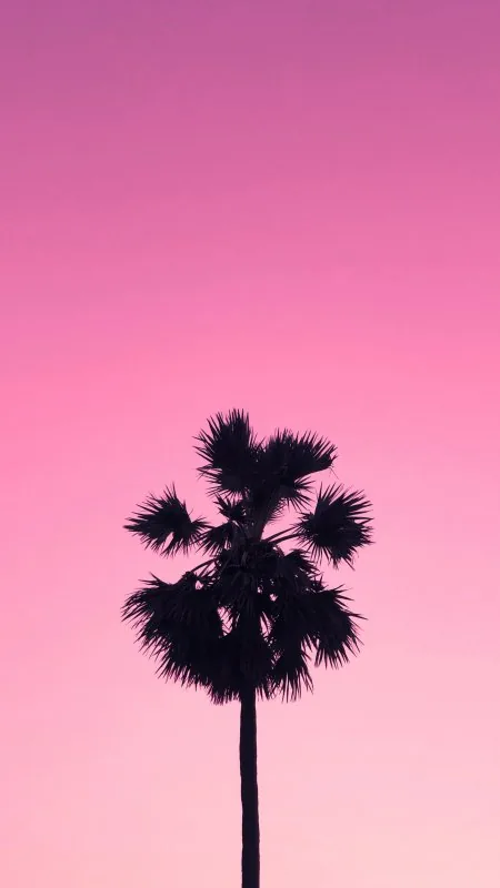 Nature Palm Tree Wallpaper