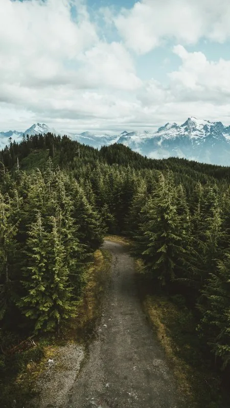 Pine Forest Trail Overlook Nature Wallpaper