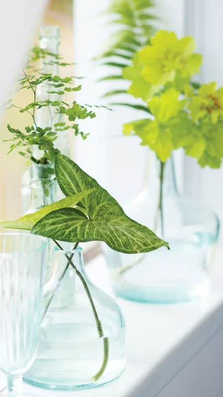 Plants Nature Wallpaper
