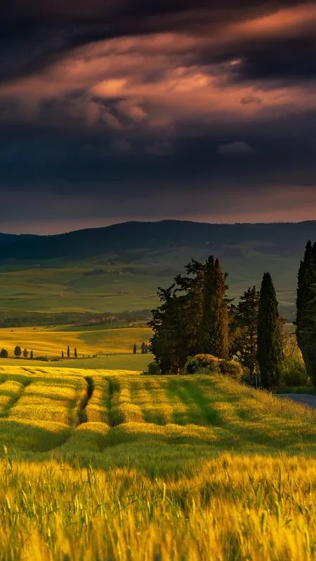 Stormy Tuscan Cypress Fields Nature Wallpaper