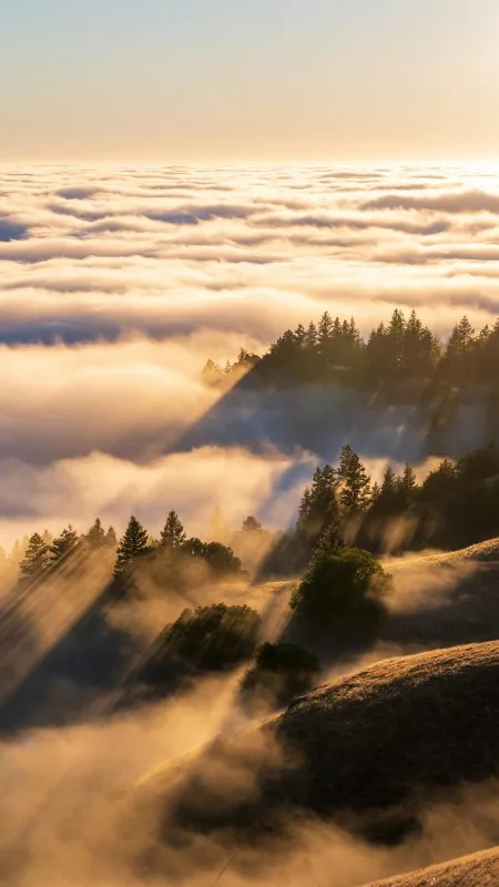 Nature Tree Smoke Wallpaper