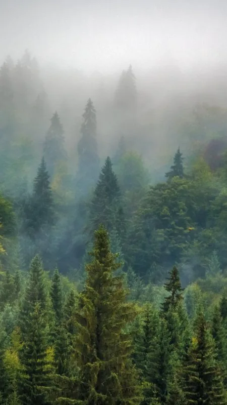 Tree Smoke Nature Wallpaper