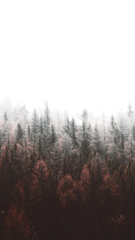 Trees Nature Wallpaper