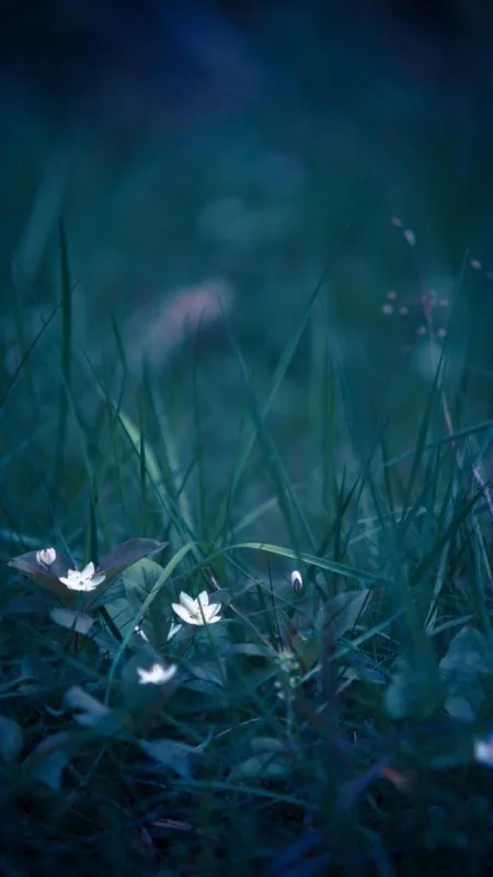 White Flowers Twilight Grass Nature Wallpaper