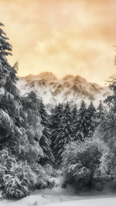 Winter Nature Wallpaper
