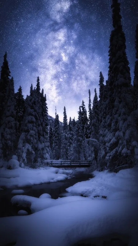 Winter Night Nature Wallpaper