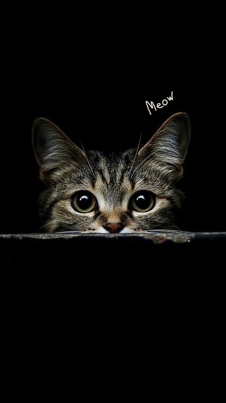 Peeking Kitten Meow Wallpaper