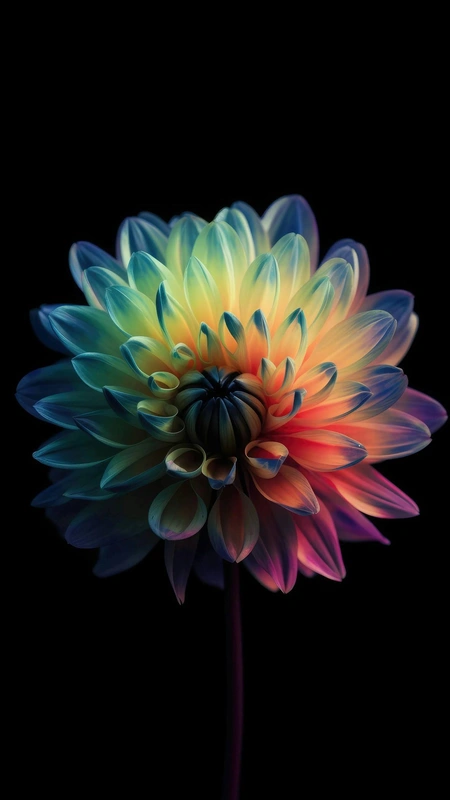 Rainbow Dahlia Flower Wallpaper