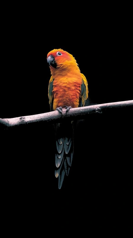 Sun Parrot Wallpaper