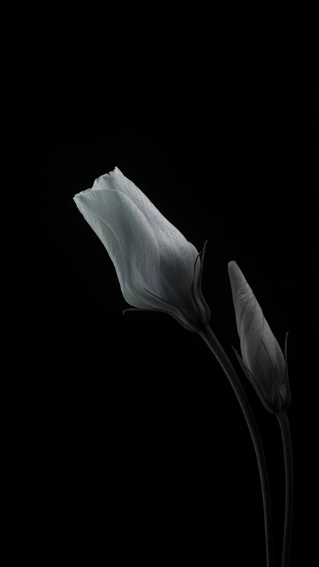 White Tulip Dark Wallpaper
