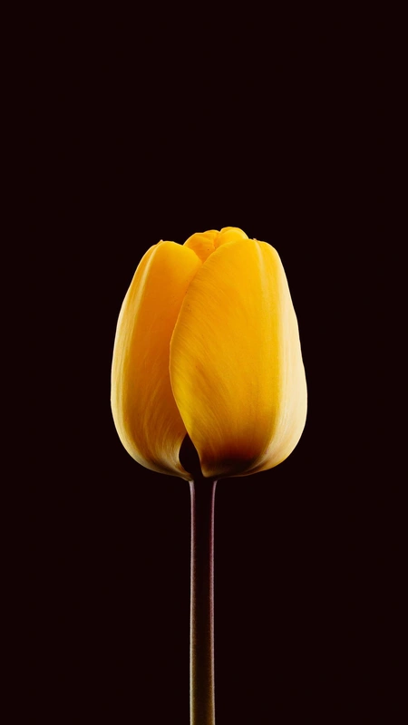 Yellow Tulip Wallpaper